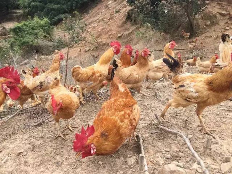 上饶县养殖合作社