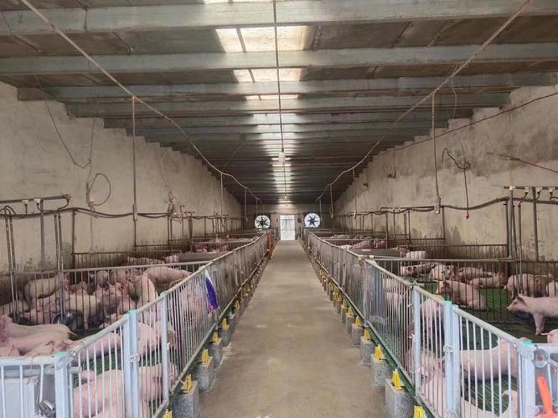 上饶县瑞良养殖专业合作社：生态种养结合的乡村养殖新样本